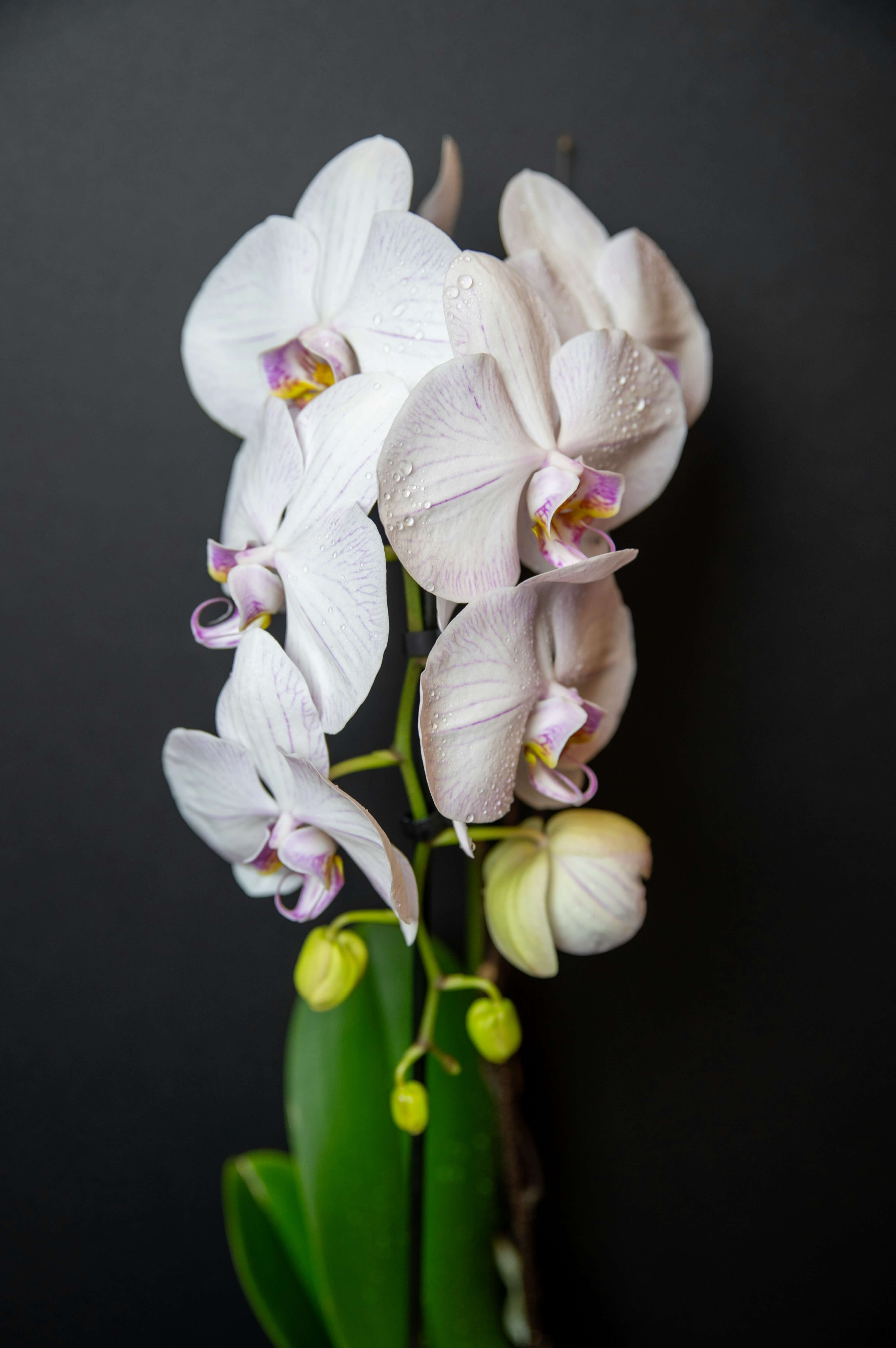 Orchid Flower